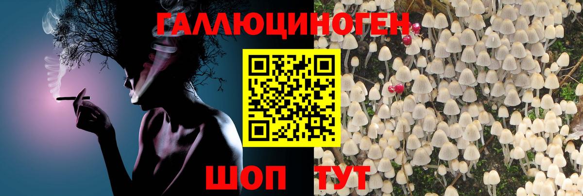 Галлюциногенные грибы Psilocybine cubensis Назарово